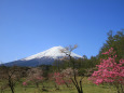 富士桜ミツバツツジ&富士山