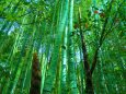 新緑の竹林とタケノコ