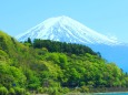 新緑の富士山