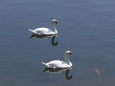 ため池で泳ぐ夫婦白鳥