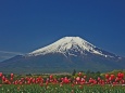 チューリップと富士山