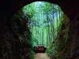 トンネルから竹林