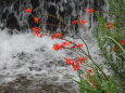 滝に咲いている花