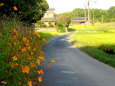 花が咲いている田舎道