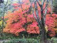 みやま市清水山の鮮やかな紅葉