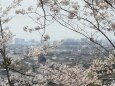 三池公園の桜と大牟田市街