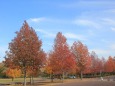 色付いた公園の木々