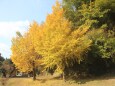 散歩道の銀杏の木