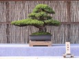 五葉松の盆栽