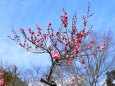 老木の枝に咲く紅梅