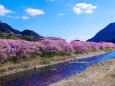 川面に映る桜並木