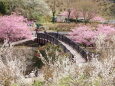 河津桜と白梅の春景色