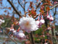 早咲きの八重桜