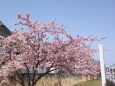 青い空と河津桜