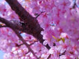 早咲きの桜・2
