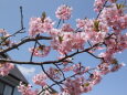 青い空に冴える河津桜