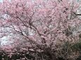 満開の寒桜