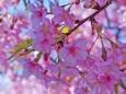 早咲きの桜・4