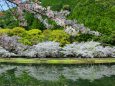 春の池と桜