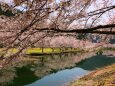 春の池と桜