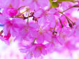早咲きの桜・5