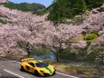 桜とスポーツカー