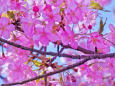 早咲きの桜・6