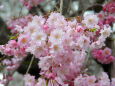 桜の季節 2 2022