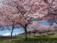 春めき桜 