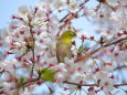 桜とウメジロー