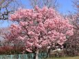 見頃の陽光桜