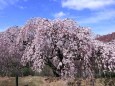 空港公園の枝垂れ桜