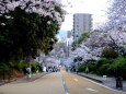 桜咲く公園の下り道