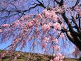 一枝の垂れ桜