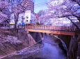 桜咲く板橋～2022