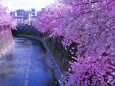 石神井川と桜～2022