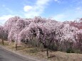 満開の枝垂れ桜-2