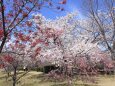 桜の乱れ咲き