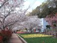 小さな公園の桜