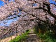 鴨川桜のトンネル