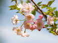 八重紅大島桜