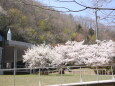 綺麗並んだ桜