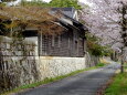 桜が咲いている田舎道