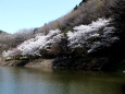 小渕ダムの桜-1