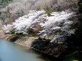 小渕ダムの桜-2