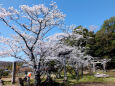八幡神社の桜-1