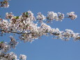 青い空と一枝の桜