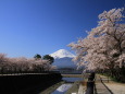 桜に小さな逆さ富士