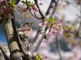 名残の桜とムクドリ