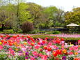 花いっぱいの春の公園